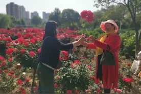 文明旅游 从我做起｜送您一朵月季花 守护美景你我他图片