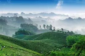 “豫”见四季·春丨去有茶的地方图片