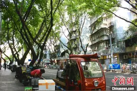 重庆：黄桷夏意尽清凉图片