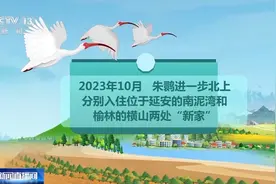 从内陆走向沿海 野化放飞让朱鹮重回历史分布地图片