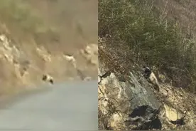 成都游客自驾乐山大瓦山偶遇野生大熊猫，一家人激动疯了！爸爸：5岁女儿非常开心图片