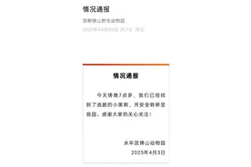 逃跑的黑熊已被找到！河北邯郸佛山野生动物园发布情况通报图片