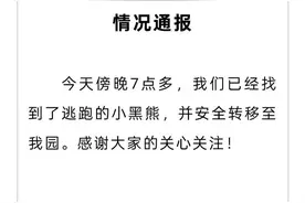 逃跑的黑熊已被找到！河北邯郸佛山野生动物园发布情况通报图片