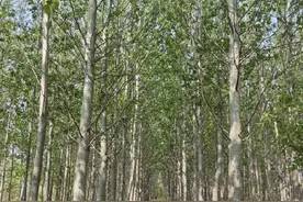既无恼人飞絮，也无过敏花粉！北京加紧培育杨树新品种图片