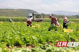 江永：千亩供港蔬菜基地迎丰收图片