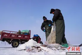 中俄界湖兴凯湖开启冬季捕捞期图片