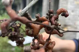 七弯八拐，丑但是很美味，这种儿时的味道你们那里叫什么?图片