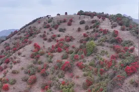 千城胜景｜云南保山 数万株大树杜鹃迎来盛花期图片