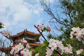 赏花踏青出游忙，济南黄河河务局发布黄河大堤郊游出行温馨提示图片
