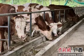 玉林玉州区：生态养牛助农增收图片