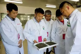 当“荒”茶碰上“野”茶，庆元“荒野茶”如何走出大山？图片