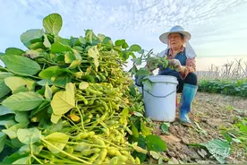 端午有美食 又是一年云梦毛豆采摘季图片