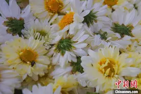 中式茶饮飘香海外 浙江桐乡杭白菊迎出口旺季图片
