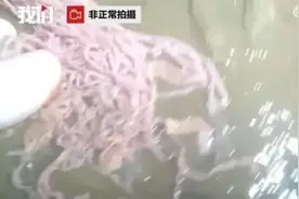起底“血水鸭鹅肠”两企业：一家是“龙头”一家是老赖，曾因原料排污问题被罚图片