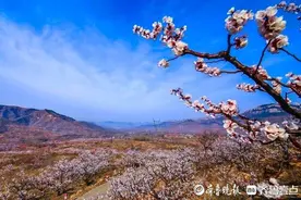济南今年首期花期预报来了，背后有何“气象密码”？图片