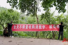 收购李子不限量，四川90后“李子哥”的底气从何而来？图片