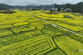 油菜花开游人醉 贵州黎平赏景正当时图片