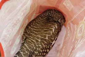 猫头鹰失去了精气神，幸遇好心人救助图片