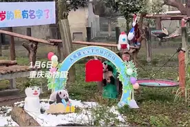 取名“莽灿灿” 寓意美好灿烂 重庆动物园大熊猫宝宝满半岁啦图片