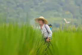 每日一词|绿色农药 green pesticides图片