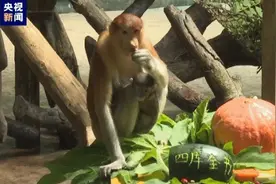 呆萌可爱！新生长鼻猴幼崽“森怡”首次亮相图片