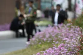 成都文化公园满园鲜花开丨图集图片