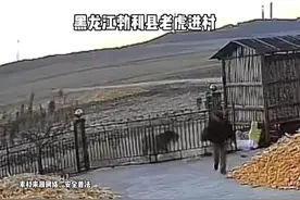 脑后带上面具老虎就不会攻击人？ 动物管理人员：具有一定依据，根据老虎习性来的图片
