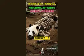 贵州洞窟新发现第47具熊猫遗骸，大熊猫都是从裂隙掉在同一个位置图片
