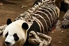 贵州洞窟新发现第47具熊猫遗骸，大熊猫都是从裂隙掉在同一个位置图片