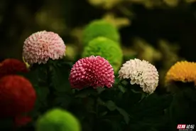 一组寓意“团圆美满”的乒乓菊，祝福游子们春节平安到家图片
