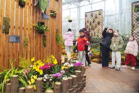 拍金缕梅、赏兰花！国家植物园里花香弥漫图片