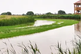黄河三角洲自然保护区清水沟流路湿地生态补水全面启动图片