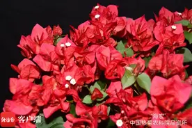 中国热科院9个三角梅获授植物新品种权图片