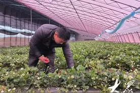 从鲜食到冻干草莓、奶酪草莓、草莓糖葫芦……大店草莓“吃”出新花样图片