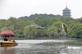 杭州梅雨暂歇 西湖又见鱼跃图片