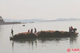 东山县下西坑村：龙须菜获得好收成 村民采收忙图片