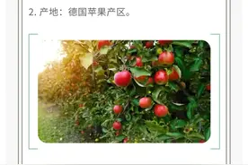 政策解读丨进口德国鲜食苹果植物检疫要求图片