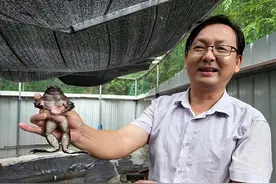 旌德县兴隆镇：这个产业很“蛙塞”图片