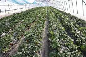 新春走基层：金融助力“莓”好生活图片