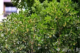 桂花终于开了！国庆假期来东湖邂逅第一波桂花香图片