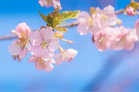 早樱初绽，上海这些浪漫赏樱胜地邂逅粉色绮梦图片