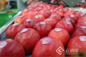 云南苹果如何凭“技”出圈？图片
