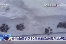 30年来，这里首次出现东北虎踪迹！图片
