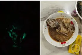 吃剩的红烧鱼后半夜发绿光，原来是感染了这种菌图片