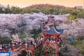 空中赏樱、雨中看油菜花……境外旅行团开启“追花”之旅图片