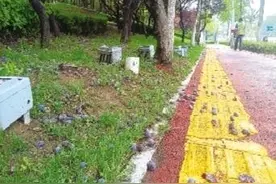 绿化带里的“紫叶李”果实能吃吗？专业人士：果实中有喷洒药剂残留图片