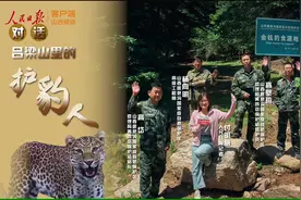 这个省，华北豹数量全国第一！图片