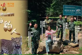 这个省，华北豹数量全国第一！图片