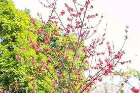 广西南宁：桃花盛开满眼春图片