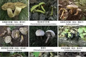 云南有多少种野生菌？图片